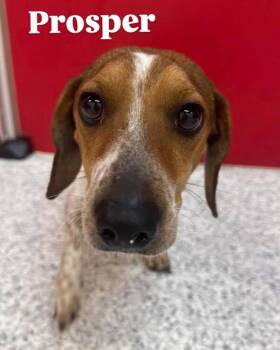 Beagle Dogs Available for Adoption - Prosper | PetCurious