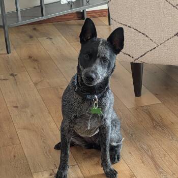 Mixed Breed Dogs Available for Adoption - Josie | PetCurious