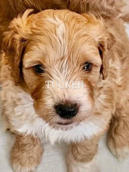 TUCKER -  Bernedoodle Dog for Adoption in Grand Junction, Colorado - TUCKER | PetCurious