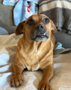 Chihuahua and Mixed Breed Dogs Available for Adoption - Martha | PetCurious