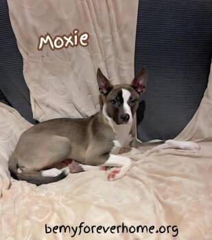 Belgian Shepherd Malinois Dogs Available for Adoption - Moxie | PetCurious