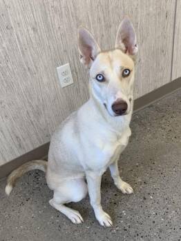 Topaz -  Mixed Breed Dog for Adoption in Lafayette, Indiana - Topaz | PetCurious