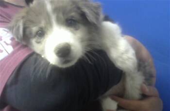 Australian Cattle Dog Blue Heeler and Mixed Breed Dogs Available for Adoption in Albuquerque, New Mexico - DULCIE | PetCurious