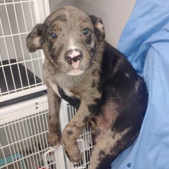 Arnold -  Mixed Breed Dog for Adoption in Duncan, Oklahoma - Arnold | PetCurious