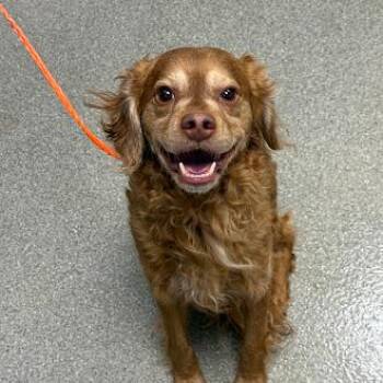 RUBBLE -  Cocker Spaniel and Mixed Breed Dog for Adoption in Las Vegas, Nevada - RUBBLE | PetCurious