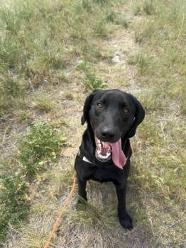 Labrador Retriever and Hound Dogs Available for Adoption in Salmon, Idaho - Hank | PetCurious
