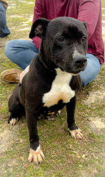 Rescue American Bulldog Dogs for Adoption in Troy, Alabama - Iris | PetCurious