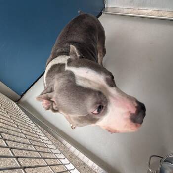 American Staffordshire Terrier Dogs Available for Adoption - Polly | PetCurious