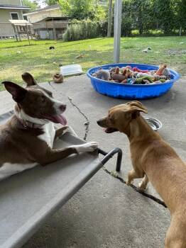 Dachshund and Chihuahua Dogs Available for Adoption in Silsbee, Texas - Buddy | PetCurious
