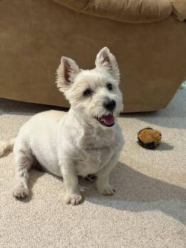 West Highland White Terrier Westie Dogs Available for Adoption in Newport, Kentucky - Halle | PetCurious