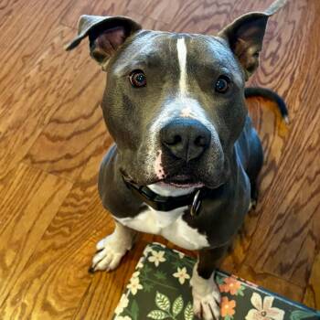 Louie -  Pit Bull Terrier Dog for Adoption in Colorado Springs, Colorado - Louie | PetCurious
