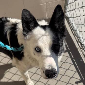 Holmes -  Border Collie Dog for Adoption in Reno, Nevada - Holmes | PetCurious
