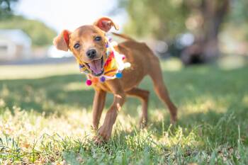 Benito -  Terrier and Chihuahua Dog for Adoption in Santa Rosa, California - Benito | PetCurious