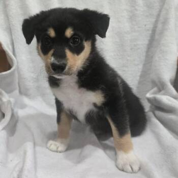 Beautiful Trauma -  Husky and Mixed Breed Dog for Adoption in Olathe, Kansas - Beautiful Trauma | PetCurious