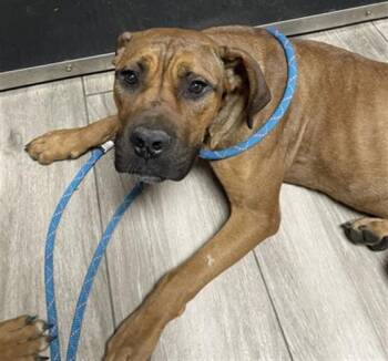 BANDIT -  Mastiff Dog for Adoption in Redlands, California - BANDIT | PetCurious