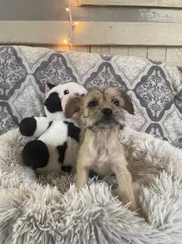 Dachshund and Pug Dogs Available for Adoption - Papa Cody Pups (Cedric) | PetCurious