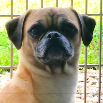 Burgundy -  Pug Dog for Adoption in New Philadelphia, Ohio - Burgundy | PetCurious