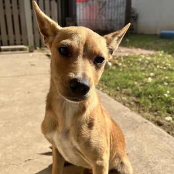 Dulce -  Chihuahua and Mixed Breed Dog for Adoption in Laredo, Texas - Dulce | PetCurious