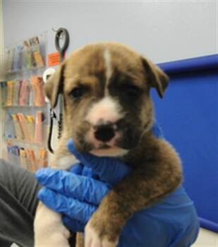 CRUSH -  Pit Bull Terrier and Mixed Breed Dog for Adoption in Albuquerque, New Mexico - CRUSH | PetCurious
