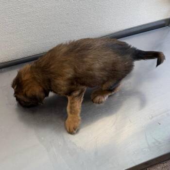 109035 -  Mixed Breed Dog for Adoption in Las Cruces, New Mexico - 109035 | PetCurious