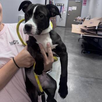 Starla -  Boxer and Mixed Breed Dog for Adoption in Fairmont, West Virginia - Starla | PetCurious
