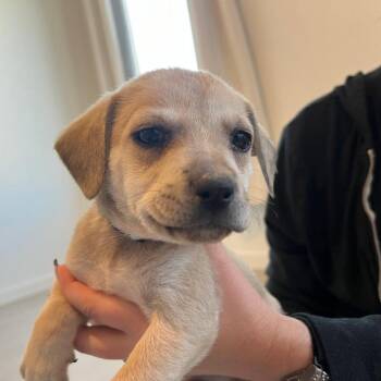 Australian Shepherd and Mixed Breed Dogs Available for Adoption in Boerne, Texas - Elaine | PetCurious