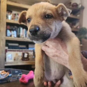 Catahoula Leopard Dog Dogs Available for Adoption - Peanut | PetCurious