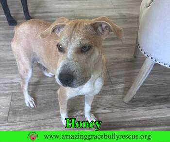 Honey -  Hound and Shar Pei Dog for Adoption in Pensacola, Florida - Honey | PetCurious
