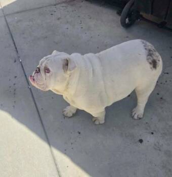 Snow -  English Bulldog Dog for Adoption in Severance, Colorado - Snow | PetCurious