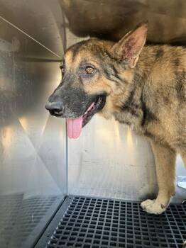 BIGGS -  Mixed Breed Dog for Adoption in Dallas, Texas - BIGGS | PetCurious