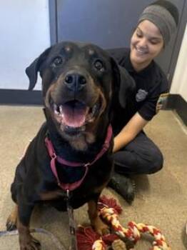 Bailey -  Rottweiler Dog for Adoption in Cleveland, Ohio - Bailey | PetCurious