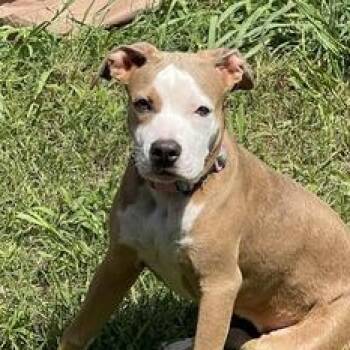 Boxer and Bulldog Dogs Available for Adoption in Liverpool, Texas - Princess | PetCurious