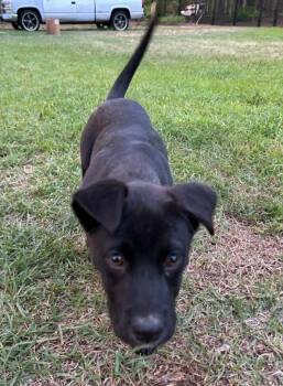 Labrador Retriever Dogs Available for Adoption in Hartsville, South Carolina - Tillie | PetCurious