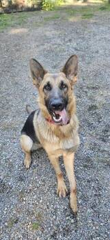 Rescue German Shepherd Dog Dogs for Adoption in Seattle, Washington - Phoenix Von Hope | PetCurious