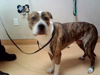 BUBBAH -  Pit Bull Terrier and Mixed Breed Dog for Adoption in Martinez, California - BUBBAH | PetCurious