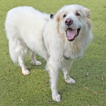 Princesa -  Great Pyrenees Dog for Adoption in Charlottesville, Virginia - Princesa | PetCurious