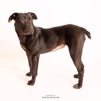 Mixed Breed Dogs Available for Adoption - Mikka | PetCurious
