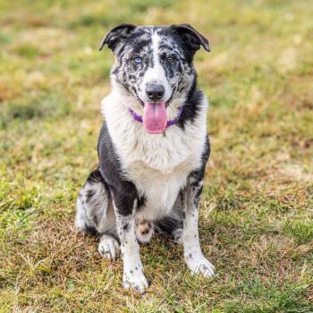 Rescue Mixed Breed Dogs for Adoption - Gomez | PetCurious