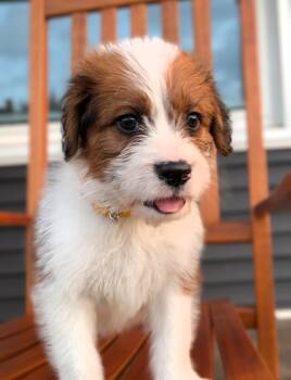 Scotch -  Sheepadoodle Dog for Adoption in Spring Hill, Tennessee - Scotch | PetCurious