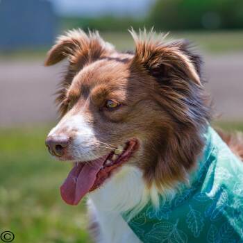 Dolly -  Australian Shepherd Dog for Adoption in Clarinda, Iowa - Dolly | PetCurious