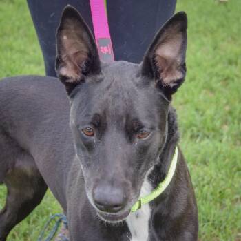 Pancake -  Black Labrador Retriever and German Shepherd Dog Dog for Adoption in Huntley, Illinois - Pancake | PetCurious