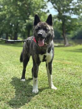 Kiki -  Akita Dog for Adoption in Colonial Heights, Virginia - Kiki | PetCurious
