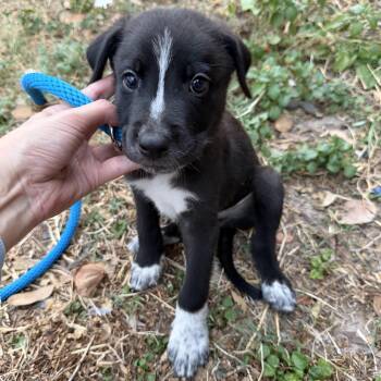 Oak -  Cattle Dog and Labrador Retriever Dog for Adoption in Harlingen, Texas - Oak | PetCurious