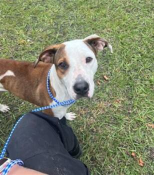 Mixed Breed Dogs Available for Adoption - GIA | PetCurious