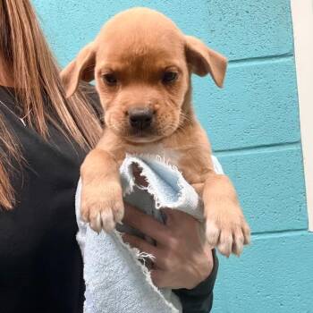 Mercury -  Mixed Breed Dog for Adoption in Brentwood, Missouri - Mercury | PetCurious