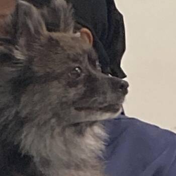 Pomeranian Dogs Available for Adoption in Philadelphia, Pennsylvania - Dynasty | PetCurious