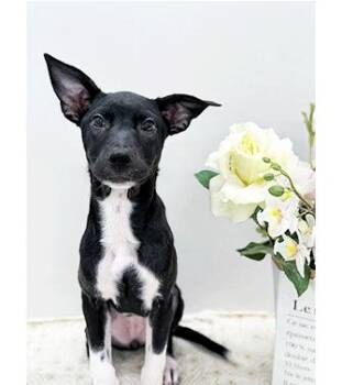 LOVEY -  Labrador Retriever Dog for Adoption in Castro Valley, California - LOVEY | PetCurious