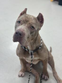 Cane Corso Dogs Available for Adoption in Clayton, New Jersey - Zelda  | PetCurious