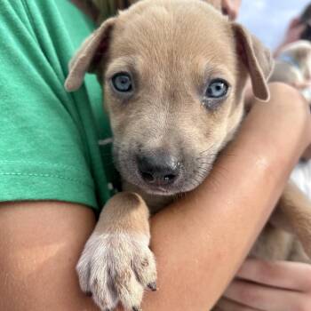 Beans -  Husky and Mixed Breed Dog for Adoption in Peculiar, Missouri - Beans | PetCurious