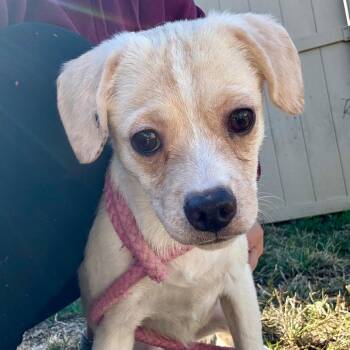 Sven -  Chihuahua and Mixed Breed Dog for Adoption in Evansville, Indiana - Sven | PetCurious